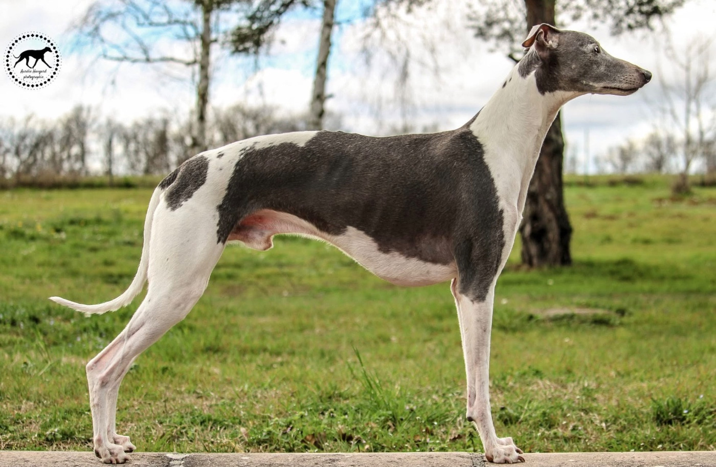 CH. Jijiblue du Cèdre Enchanté