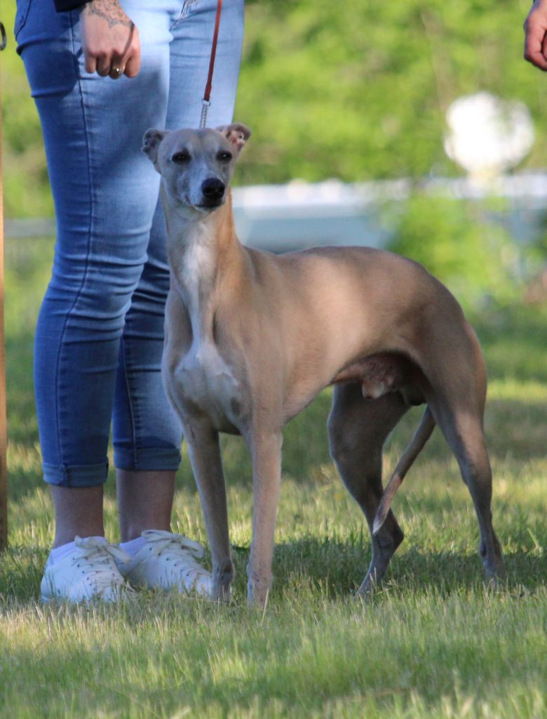 CH. Joker Des fields du real