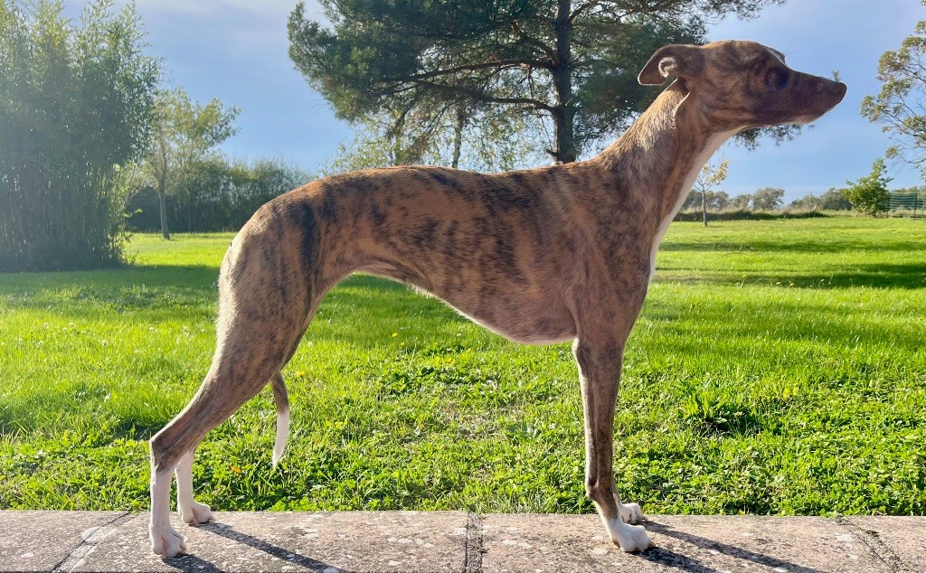 Topaze impériale wild racing (Sans Affixe)