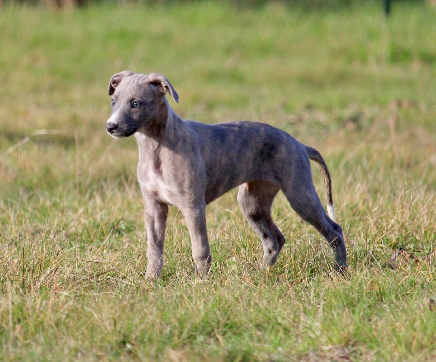 Améthyste Des Précieux Rubis