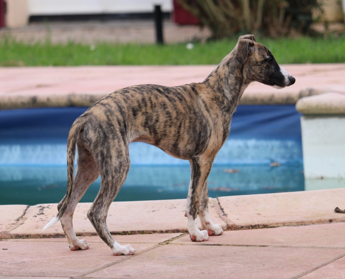 Abalone Des Précieux Rubis
