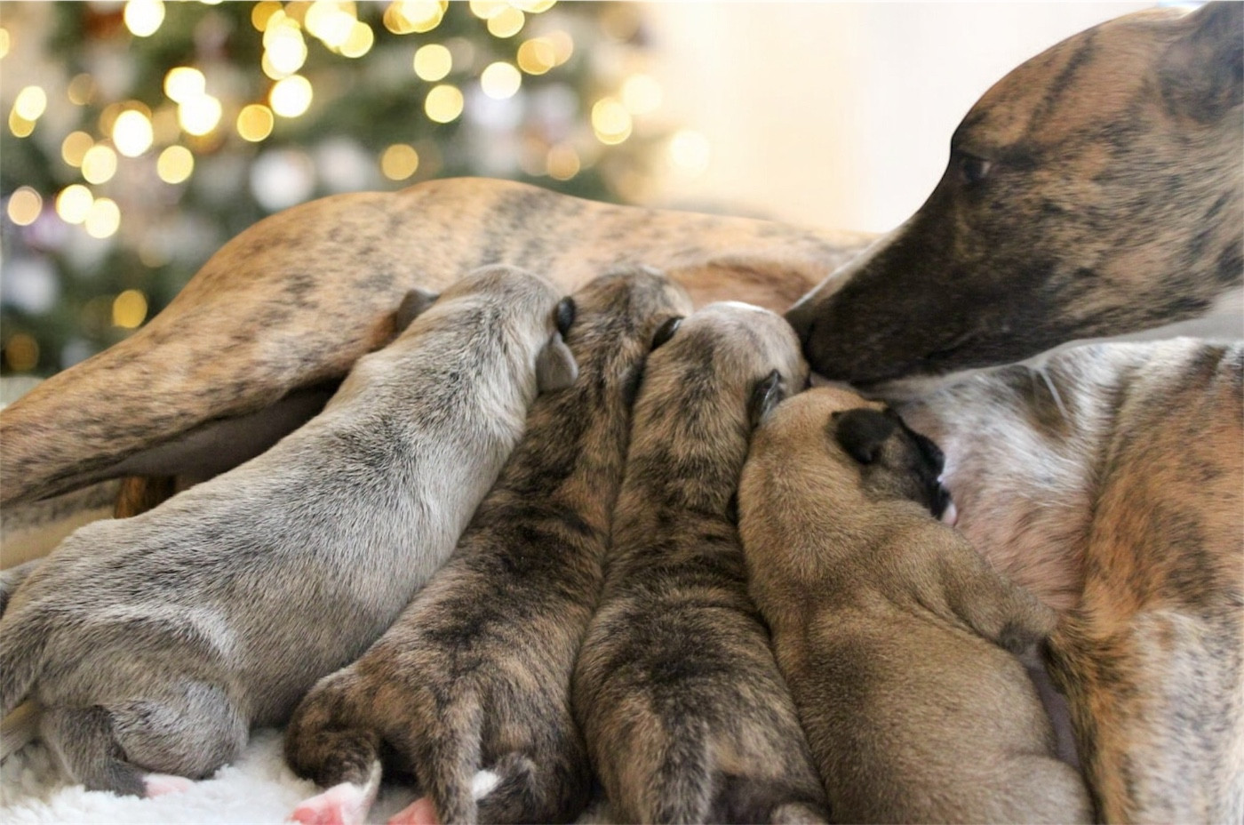 Chiot Whippet Des Précieux Rubis
