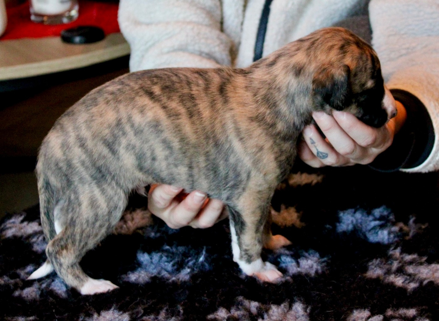 Des Précieux Rubis - Chiots disponibles - Whippet