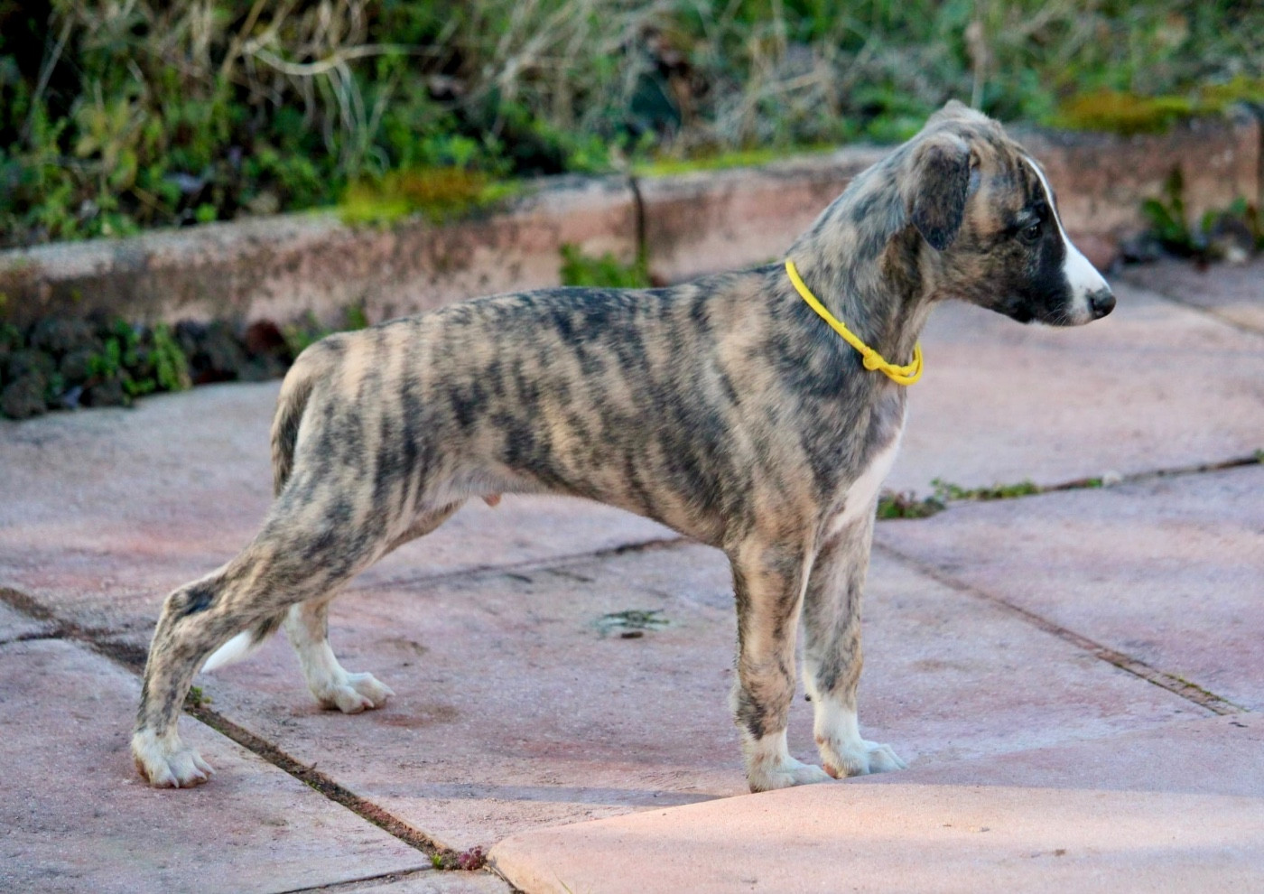 Des Précieux Rubis - Chiots disponibles - Whippet