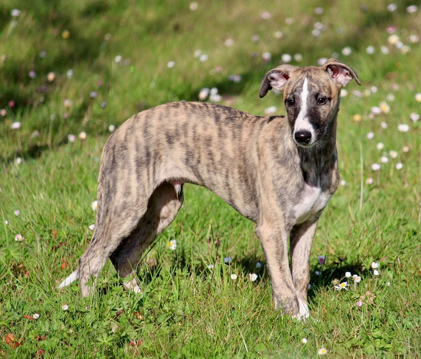 Des Précieux Rubis - Chiots disponibles - Whippet